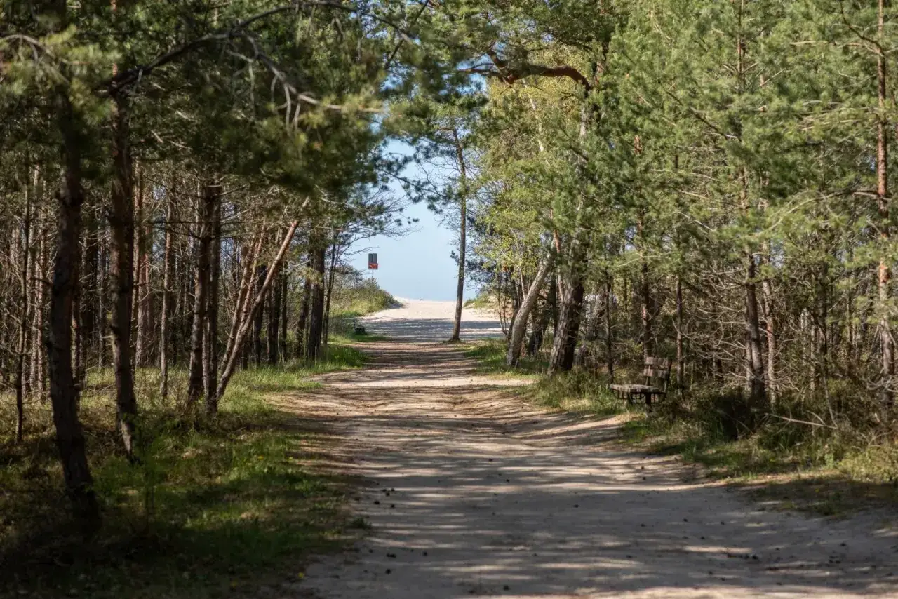 Ścieżka przez las sosnowy prowadzi do plaży. To popularna jastrzębia góra trasa, idealna na spacer.